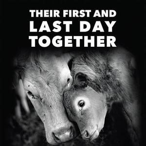 Meet your Posher, Svjetlana